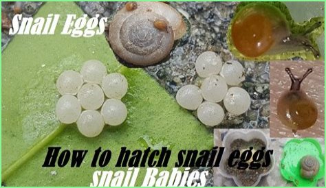 How to hatch snail eggs?
